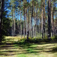 erholungsgebiet wald wälder bayern