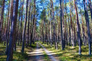 wälder in bayern nadelwald fichten kiefern