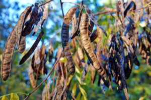 bayerns wälder fakten informationen