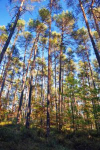 bayerns wälder deutschland bäume erlebnis natur