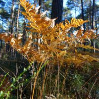 bayerns wälder wald bayern infos fakten