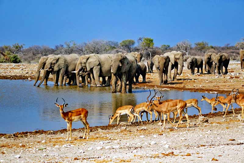 TIERWANDERUNGEN IN AFRIKA 3 wasserloch elefanten wildtierwanderung namibia afrika