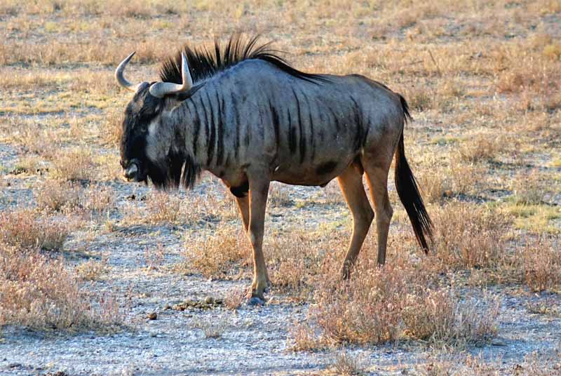 TIERWANDERUNGEN IN AFRIKA 9 streifengnu wildtierwanderung namibia afrika botswana