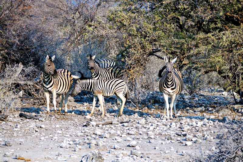 TIERWANDERUNGEN IN AFRIKA 5 steppenzebra wanderung migration namibia botswana
