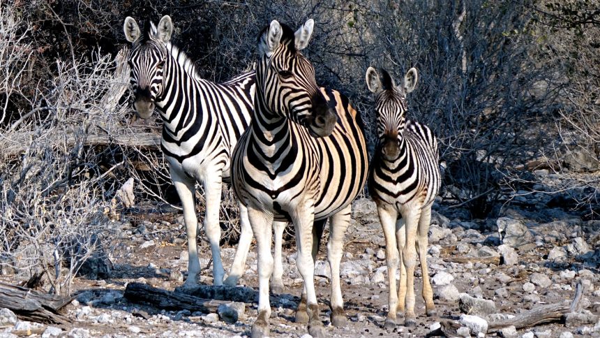 steppenzebra zebra namibia