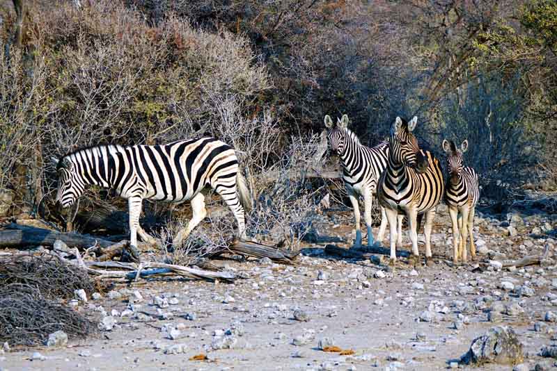 TIERWANDERUNGEN IN AFRIKA 4 namibia botswana wanderung tiere wildtierwanderung zebra