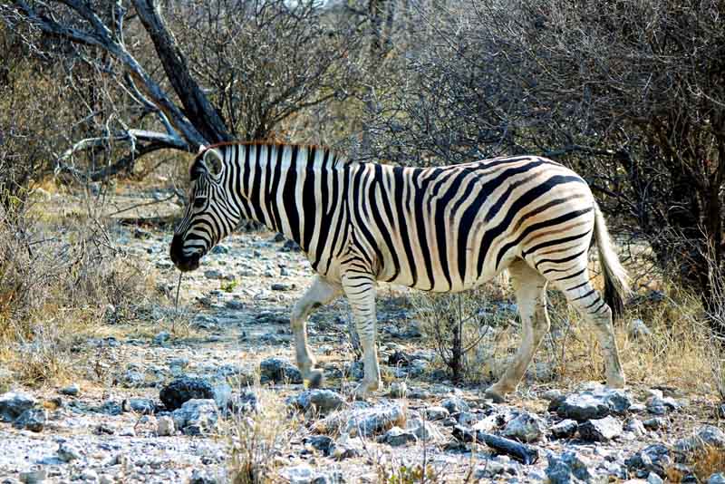 TIERWANDERUNGEN IN AFRIKA 8 wildtierwanderung afrika namibia steppenzebra zebra