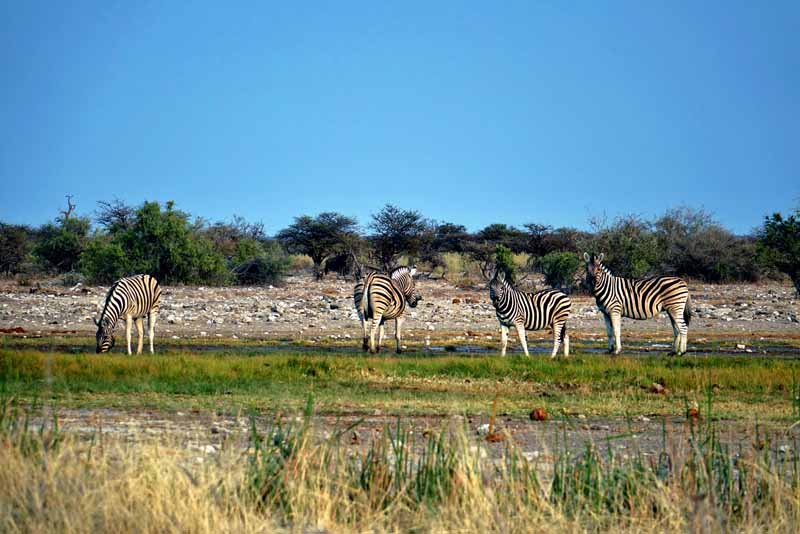 TIERWANDERUNGEN IN AFRIKA 6 botswana namibia wildtier wanderung migration