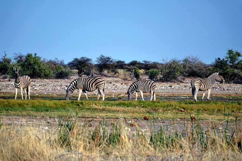 TIERWANDERUNGEN IN AFRIKA 7 namibia zebras wanderung wildtiere