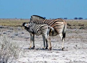 TIERWANDERUNGEN IN AFRIKA 10 afrika wildtierwanderungen