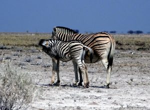 wildtierwanderungen in afrika zebra mit fohlen