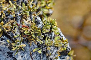 klima wetter namibia reisezeit afrika