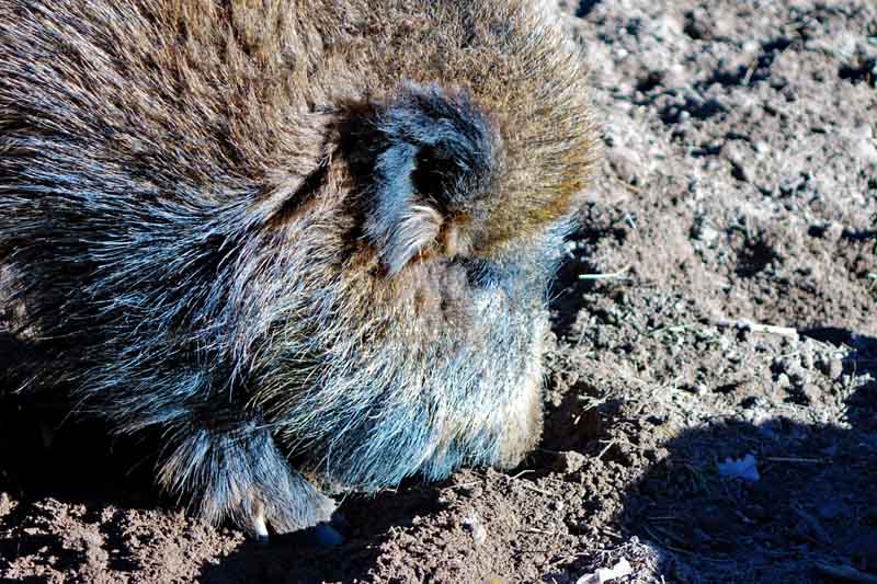FABERHOF PYRBAUM 6 wildschwein wildpark faberhof pyrbaum oberpfalz