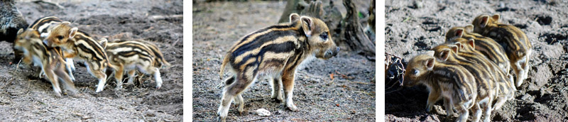 FABERHOF PYRBAUM 9 frischlinge faberhof pyrbaum bayern oberpfalz neumarkt