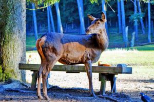 TIER- UND WILDPARKS 12 wildpark tiergehege faberhof pyrbaum straßmühle