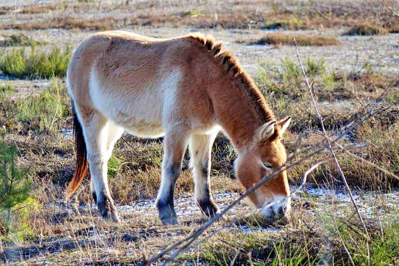 urwildpferde przewalksi pferde erlangen tennenlohe