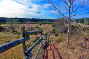 ehemaliger truppenübungsplatz tennenloher forst wildpferde przewalski