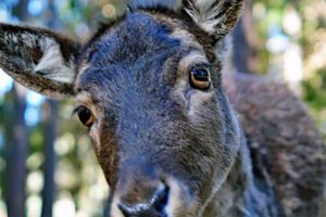 Eine der schönsten und größten Schauhöhlen in Deutschland - Maximiliansgrotte (Nürnberger Land) 18 ausflug familie kinder wildgehege hufeisen fränkische schweiz
