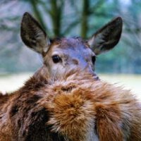 WILDPARK HUNDSHAUPTEN 1 wildpark hundshaupten veldensteiner forst
