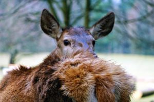 Auerhahn-Rundweg im Veldensteiner Forst (Lk Bayreuth) 21 wildpark hundshaupten veldensteiner forst