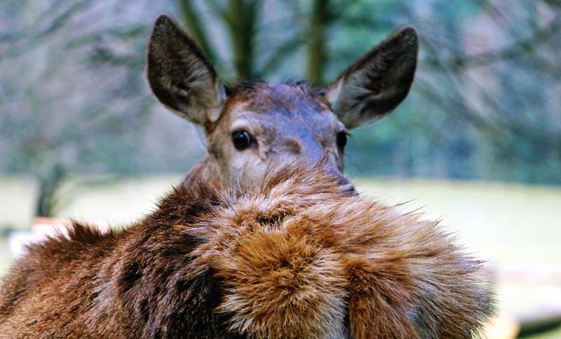 wildpark hundshaupten veldensteiner forst