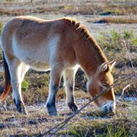 urwildpferde przewalski pferde tennenlohe erlangen wanderung
