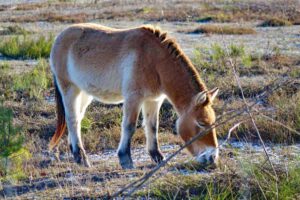 ausflug wandern erlangen tennenlohe urwildpferde