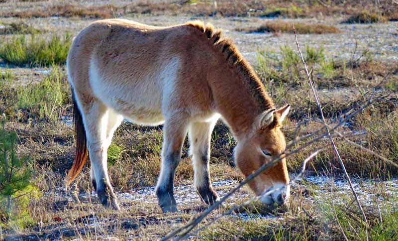 urwildpferde przewalski pferde tennenlohe erlangen wanderung