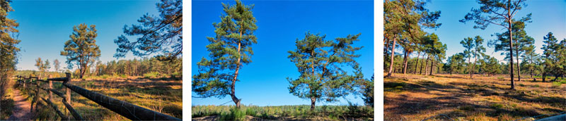 gehege urwildpferde tennenlohe wandern
