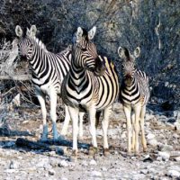 TIERWANDERUNGEN IN AFRIKA 7 steppenzebra zebra namibia