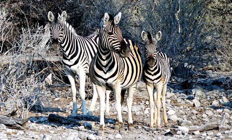 TIERWANDERUNGEN IN AFRIKA 2 steppenzebra zebra namibia