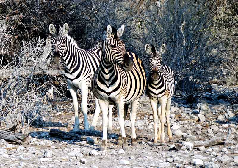 WELCHE ARTEN VON SAFARIS GIBT ES 14 steppenzebra zebra namibia
