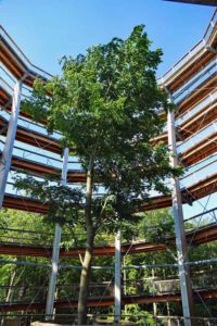 Baumwipfelpfad Steigerwald (Landkreis Bamberg) 12 turm buche baumwipfelpfad steigerwald