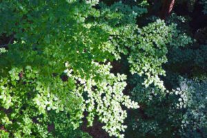 Baumwipfelpfad Steigerwald (Landkreis Bamberg) 4 buchen baumwipfelpfad steigerwald ebrach bayern franken