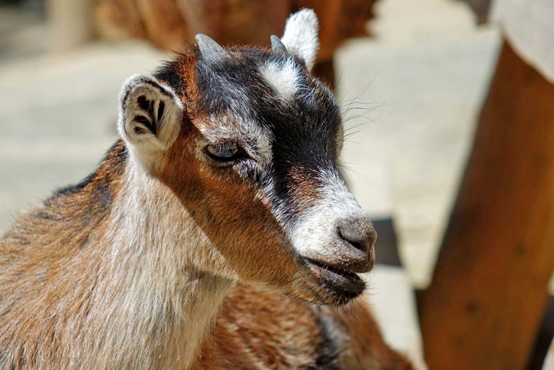 Baumwipfelpfad Steigerwald (Landkreis Bamberg) 15 streichelwald streichelzoo ziege baumwipfelpfad steigerwald