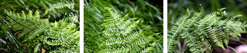 Baumwipfelpfad Steigerwald (Landkreis Bamberg) 19 farn am baumwipfelpfad steigerwald
