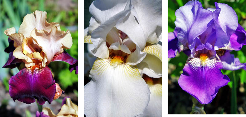 KLOSTER EBRACH (Landkreis Bamberg) 8 klostergarten orangerie kloster ebrach oberfranken bamberg