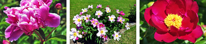 KLOSTER EBRACH (Landkreis Bamberg) 9 klostergarten ebrach pfingstrosen