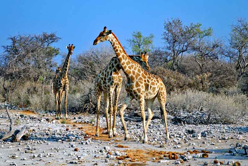 SAFARI IN AFRIKA 10 safari afrika infos giraffe