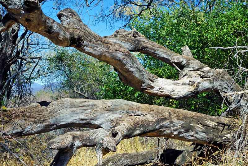 WELCHE ARTEN VON SAFARIS GIBT ES 9 walking safari afrika