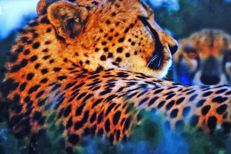 WELCHE ARTEN VON SAFARIS GIBT ES 6 gepard afrika namibia sonnenuntergang safaris