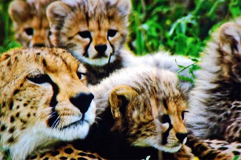 SAFARI IN AFRIKA 3 gepard pirschfahrt safari tiere beoabachten