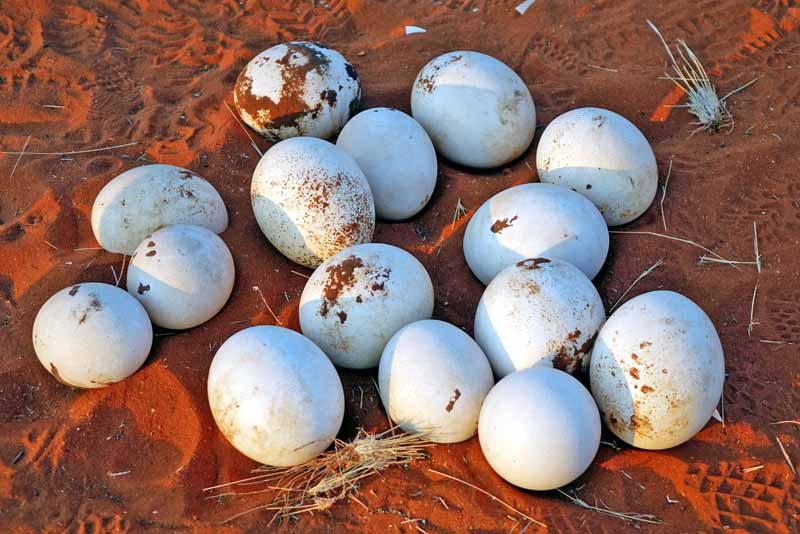 SAFARI IN AFRIKA 5 strausseneier gelege nest strauß namib pirschfahrt safari