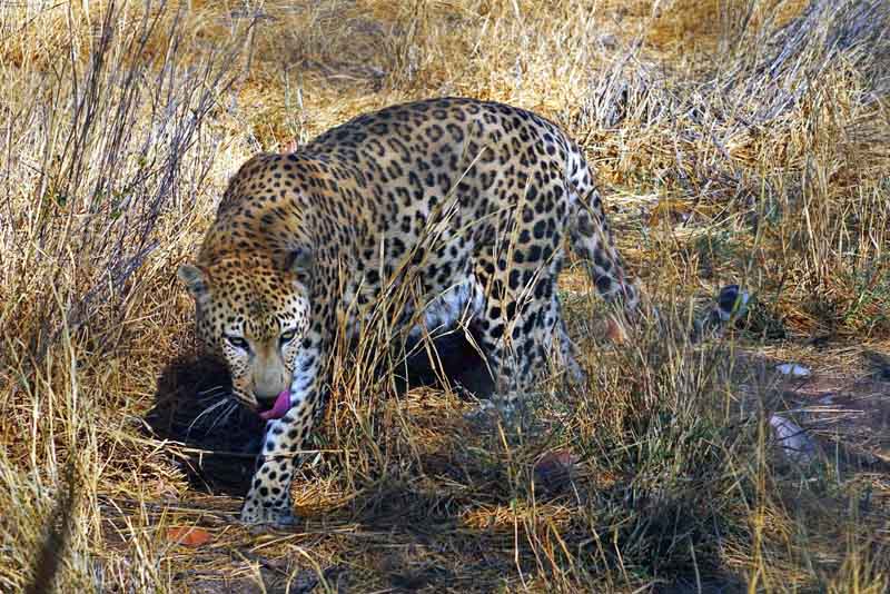 SAFARI IN AFRIKA 7 wildtiere beobachten informationen tipps sundowner afrika savanne