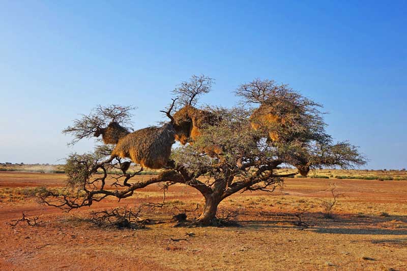 WELCHE ARTEN VON SAFARIS GIBT ES 5 natur landschaft savanne tiere webervögel nest