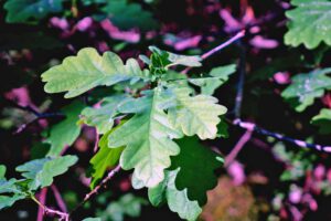 Baumwipfelpfad Steigerwald (Landkreis Bamberg) 5 baumwipfelpfad steigerwald bayern naturpark eiche