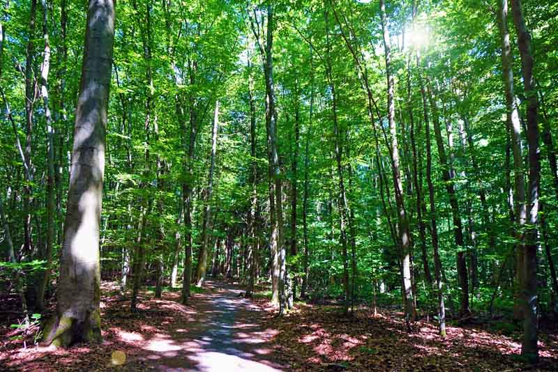 Baumwipfelpfad Steigerwald (Landkreis Bamberg) 17 baumwipfelpfad steigerwald zentrum buchen