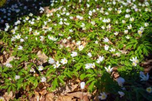 Schnittlinger Loch bei Spalt (Landkreis Roth) 10 frühling im spalter hügelland schnittlinger loch