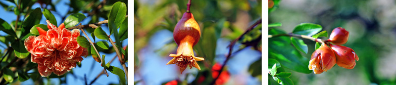 RESIDENZ UND HOFGARTEN ANSBACH 7 mediterrane pflanzen orangerie hofgarten ansbach mittelfranken