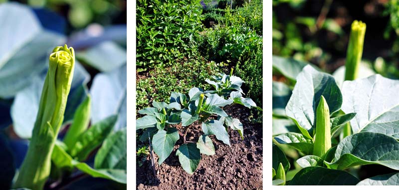 RESIDENZ UND HOFGARTEN ANSBACH 19 leonhard fuchs kräutergarten residenz ansbach hofgarten